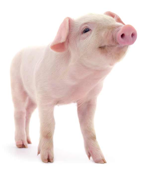 Alliance Nutrition Animale