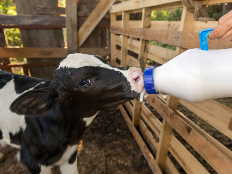 Alliance Nutrition Animale