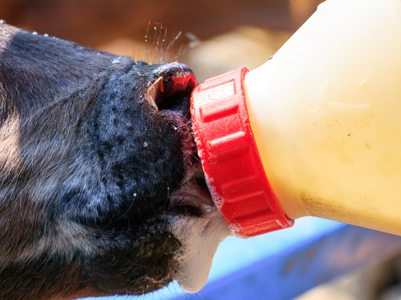 aliment d&rsquo;allaitement Somme (80) 